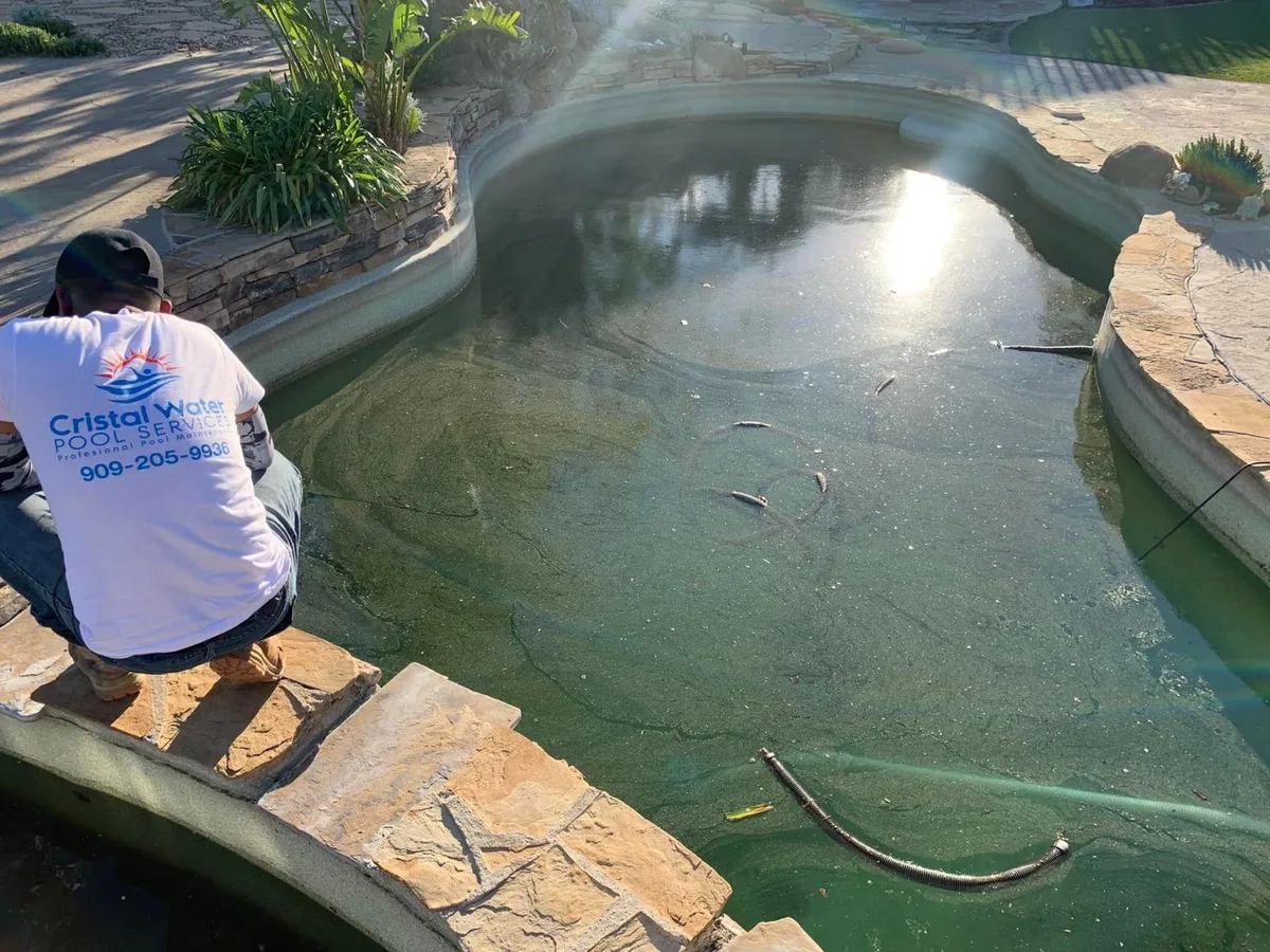Technician brushing a pool with green water