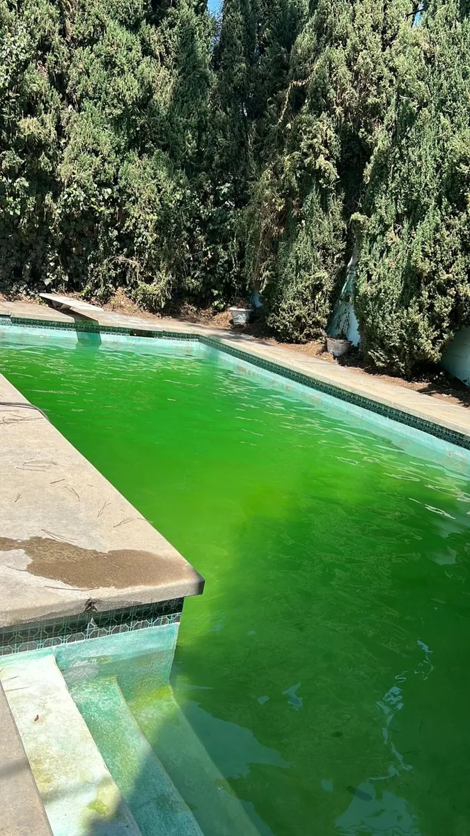Pool with green water beside hedges