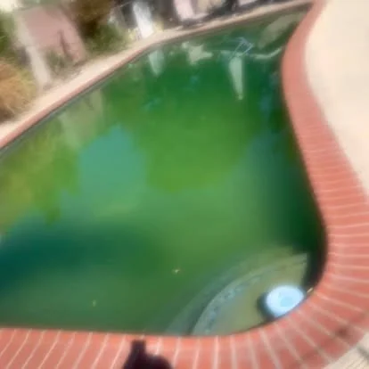 Pool with green water beside curved brick coping